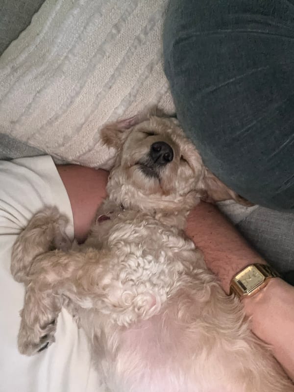 Dog sleeps peacefully with owner on cushion in Mexico City