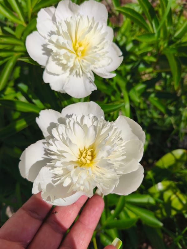 Garden visitor documents blooming flowers in three-minute botanical survey