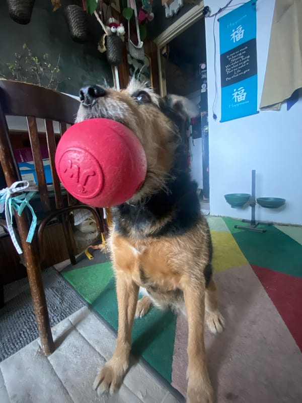 Dog rests with red ball indoors in Khimki
