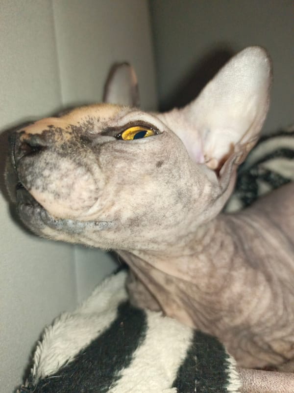 Sphynx cat spotted resting on striped blanket