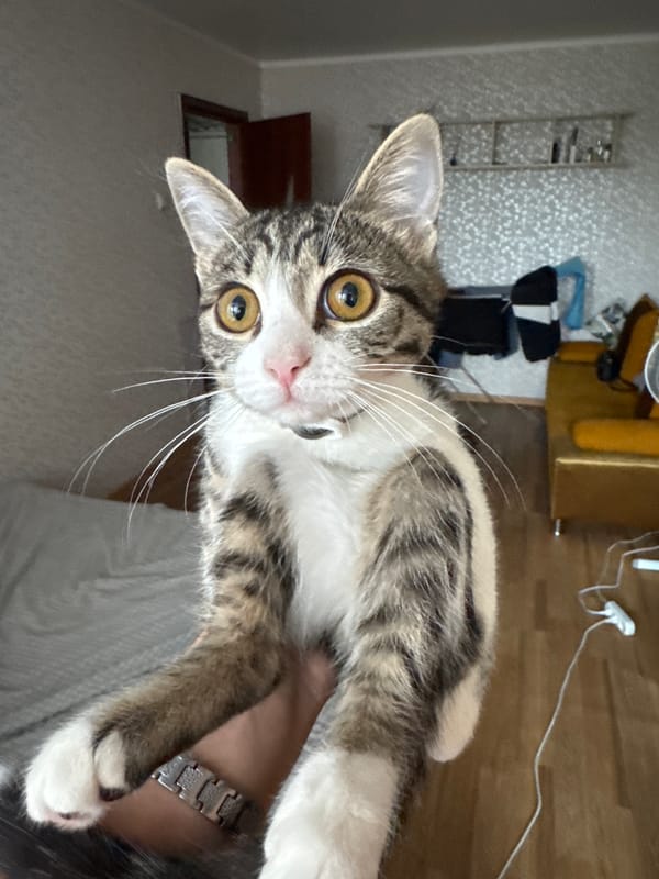 Cats, daylilies, and quiet streets in Orsk on a June morning