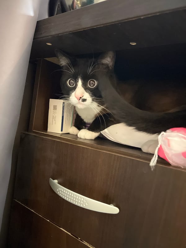 Cat found inside cabinet with household items in Russia