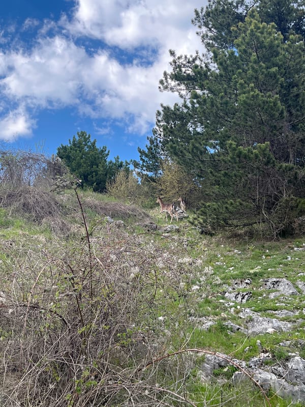 Hillside landscape documented near Turyan, Bulgaria on spring afternoon