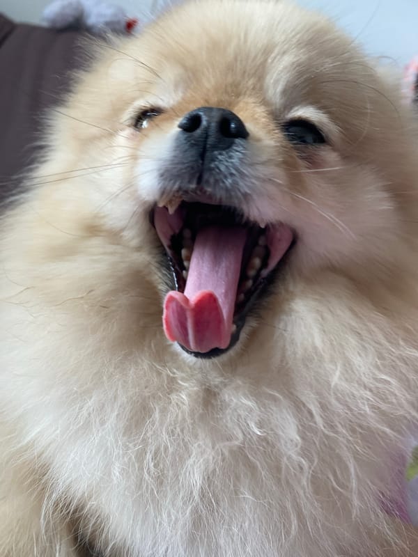 Person plays with Pomeranian dog and parakeet indoors