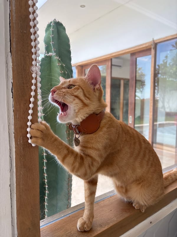 Orange tabby cat spotted playing at glass surface in Mengwi