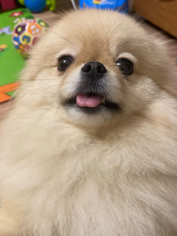 Family bathes Pomeranian dog, captured in domestic moments with toddler