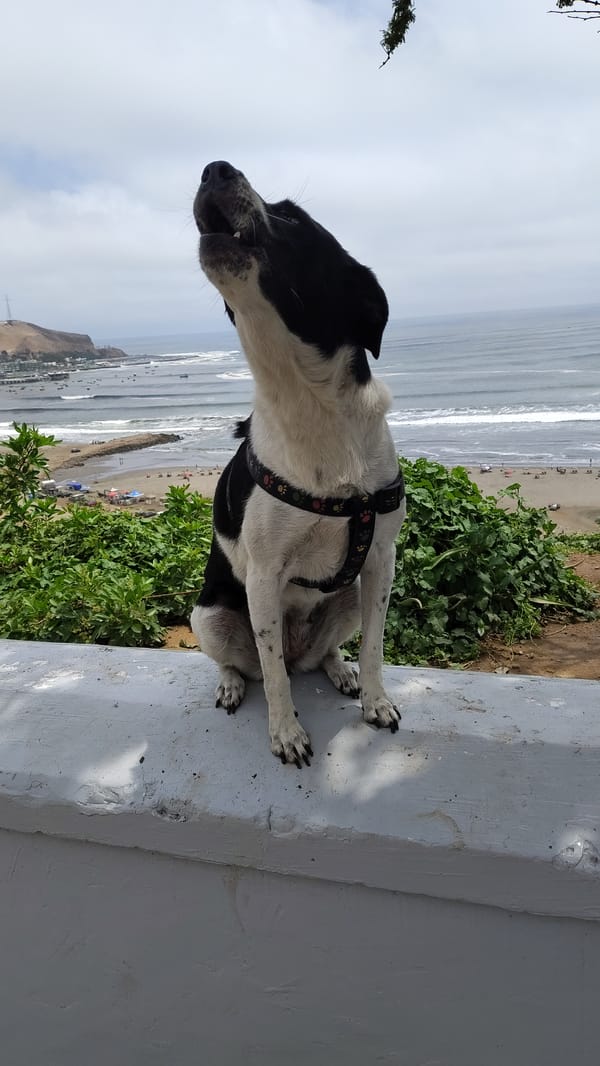 Dog with harness observed on coastal wall in Chorrillos