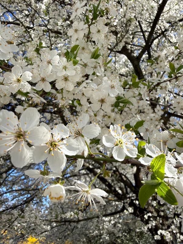 Tree blooms white blossoms in Pleven, Bulgaria