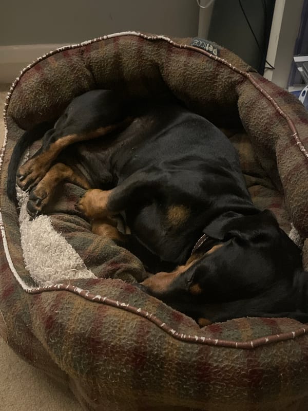 Dachshund sleeps peacefully in plaid bed, Maidstone