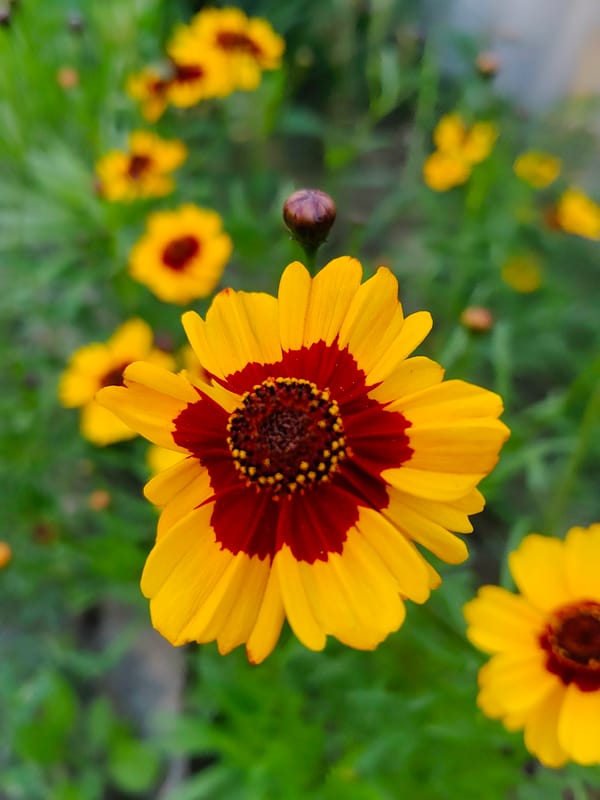 Close-up garden flowers in bloom, Kharkiv