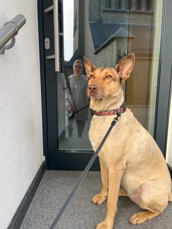 Morning dog walk through the streets of Saint-Vith, Belgium