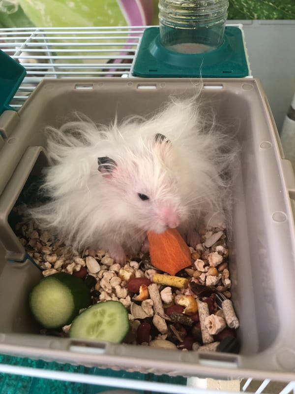 Hamster snacks, cat naps: a quiet pet morning in Solikamsk