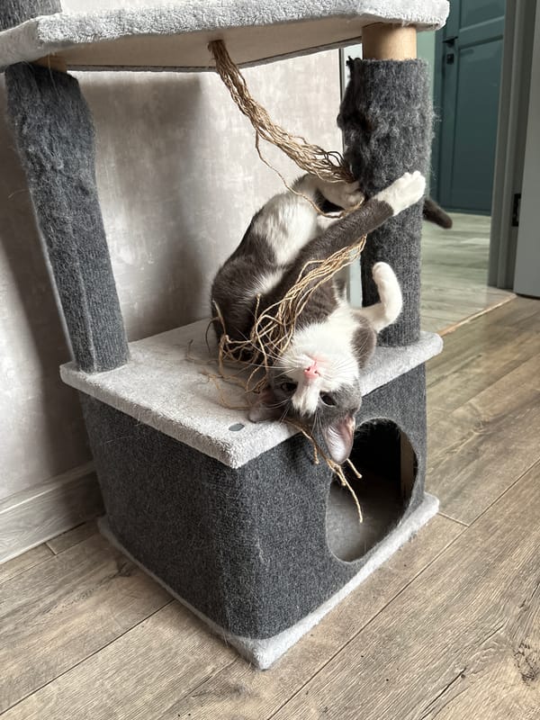 Gray cat plays on tree, lies on floor