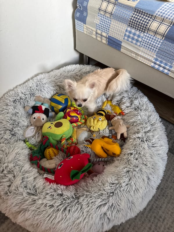 Oslo apartment full of diamond art, decor, and chihuahuas