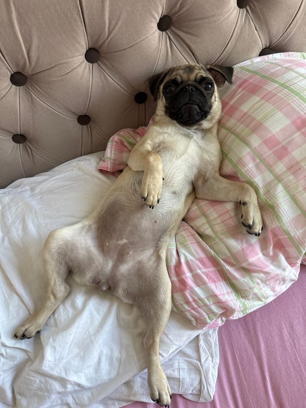 Pug puppy yawns and lounges on a plaid bed