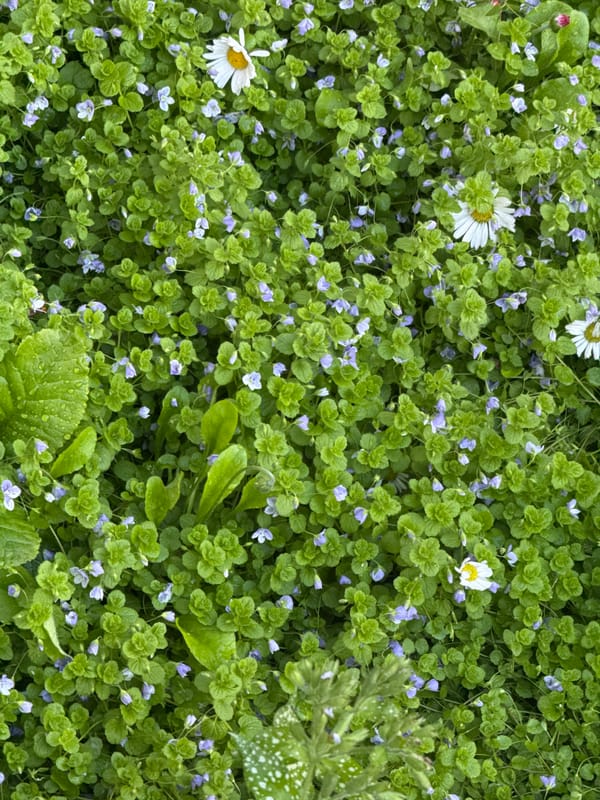 Spring flowers documented in gardens across Izhevsk