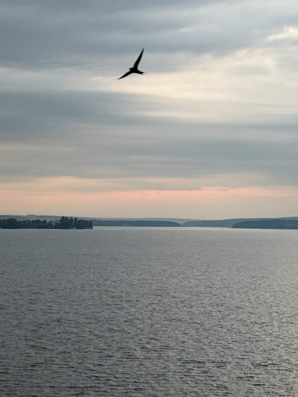 Birds over open water near Votkinsk on a cloudy afternoon