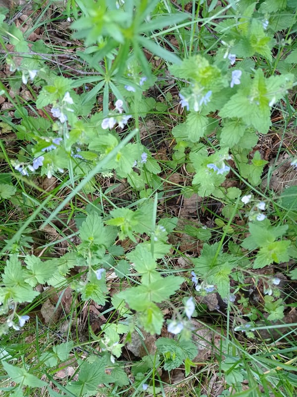 Morning nature documentation recorded in Degtyarsk forest area
