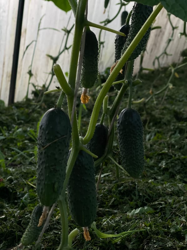 Garden produce and golden-hour skies from an afternoon outside