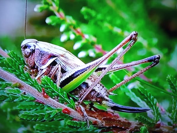 Macro close-ups of grasshoppers, bees, and insects on plants