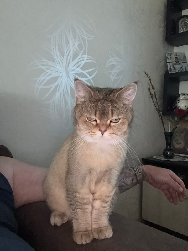 Cats and home life in a Zaporizhzhia apartment