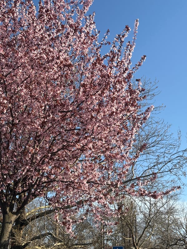Spring blooms documented in Simferopol during clear afternoon