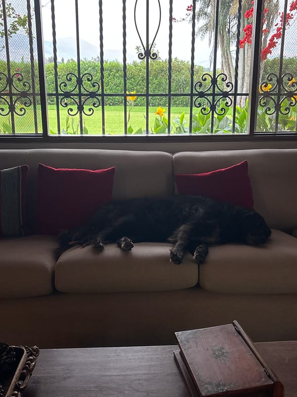 Quiet evening moments with dog, wine captured in Aucallama