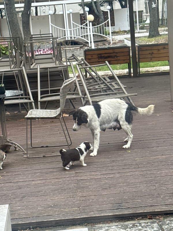 Mother dog and puppy spotted at Varna cafe deck