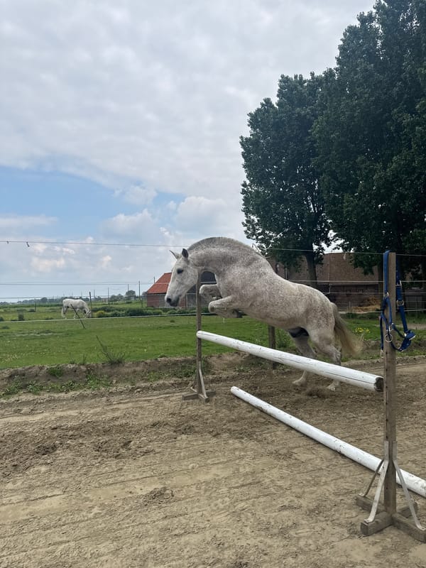Horse jumping training session observed in Estaimpuis, Belgium