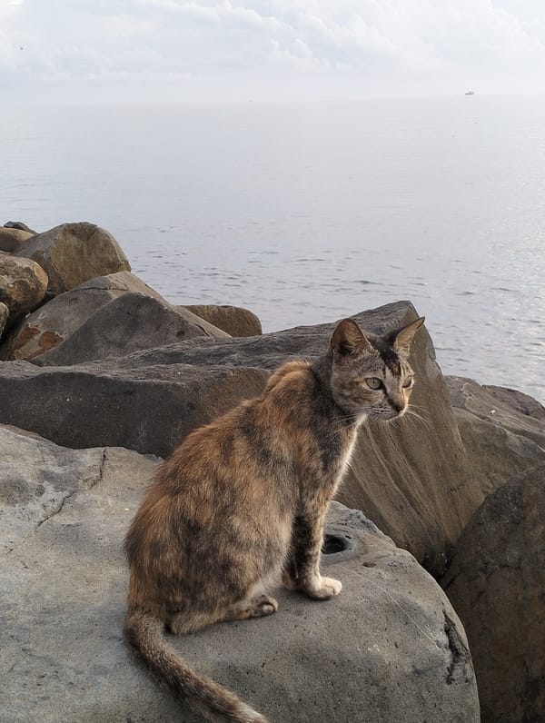 Cat spotted on rocky shoreline in Lhokseumawe, Indonesia