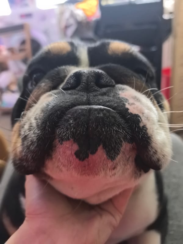 Woman documents quality time with bulldog companion in Russia