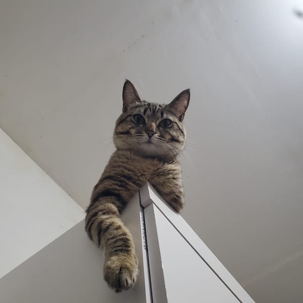 Cat perches on cabinet edge in Curitiba, Brazil
