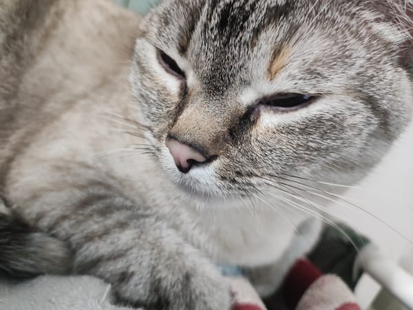 Lazy morning with a tabby cat in a Moscow apartment