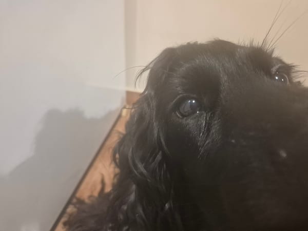 A Sofia evening: wet dog, garden fruit, and dinner cooking