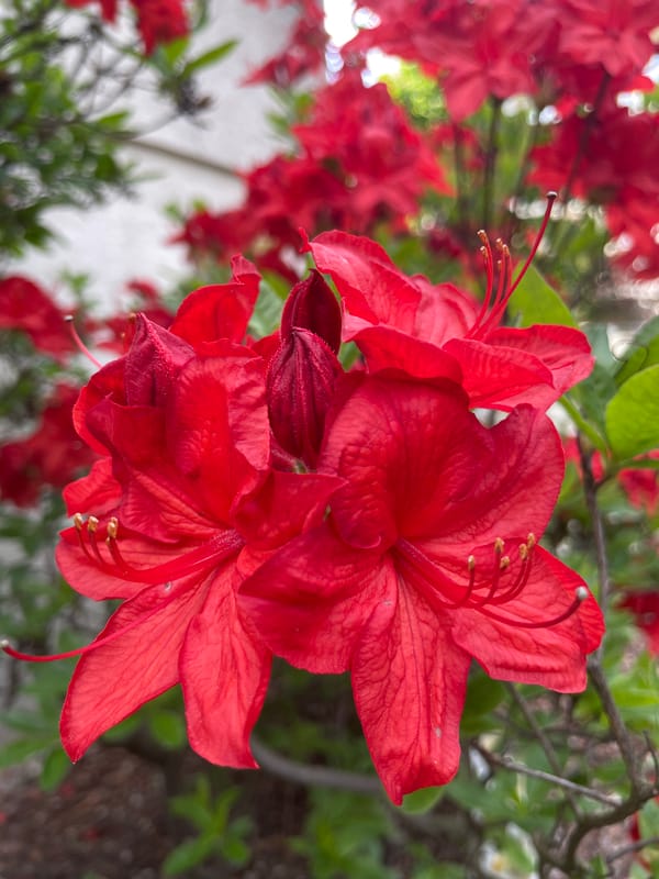 Spring afternoon walk captures blooming gardens and clear skies