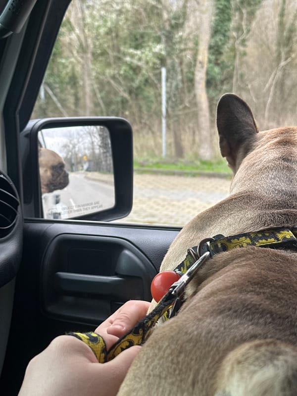 Dog spotted in car interior and side mirror in Varna