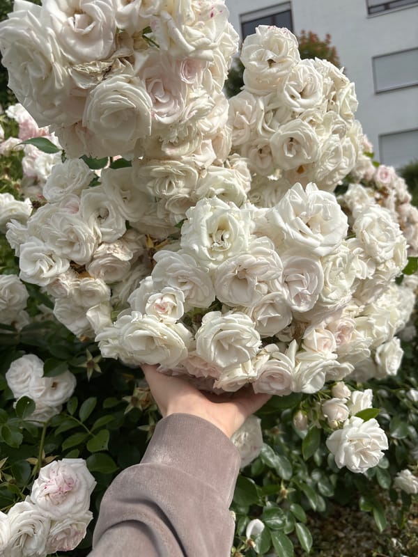 Neighborhood walk with close looks at garden plants and flowers