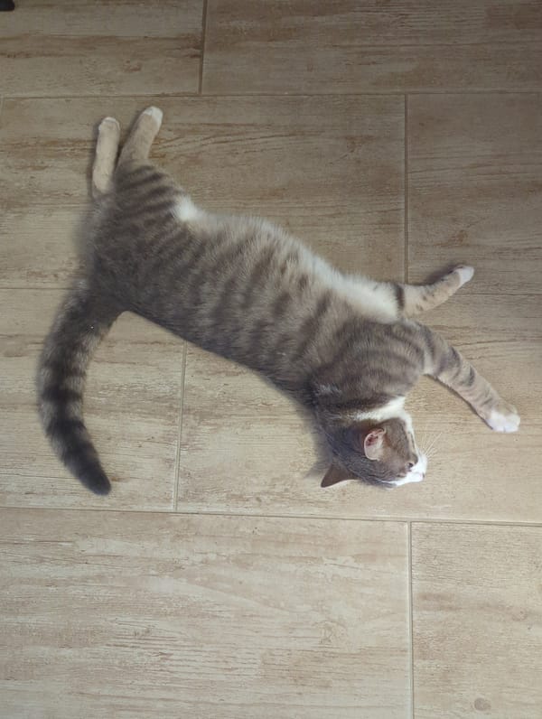 Cat naps documented in Burgas home over afternoon hour