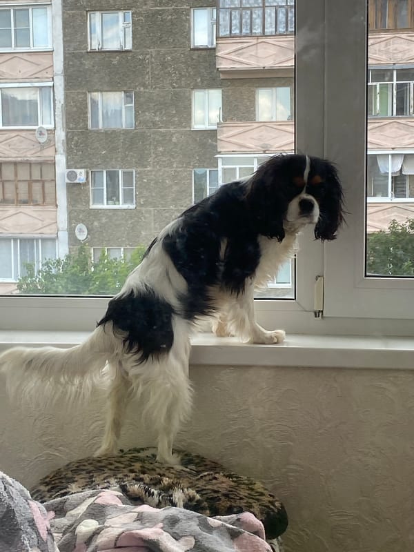 Pets, skies, and sandy ground on a Votkinsk morning