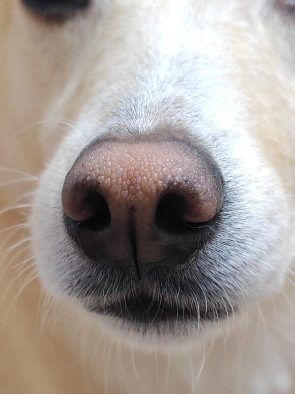 Close-up photos of dog and keyboard captured in Hrodna