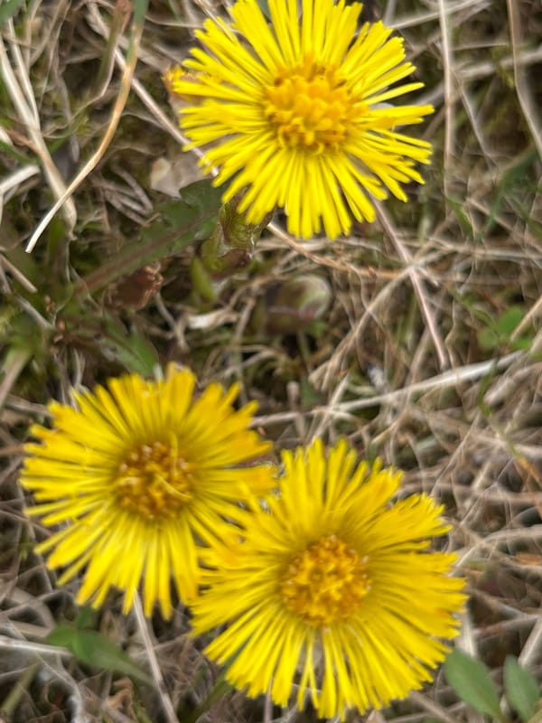 Spring wildflowers and nature documented in rural Russia