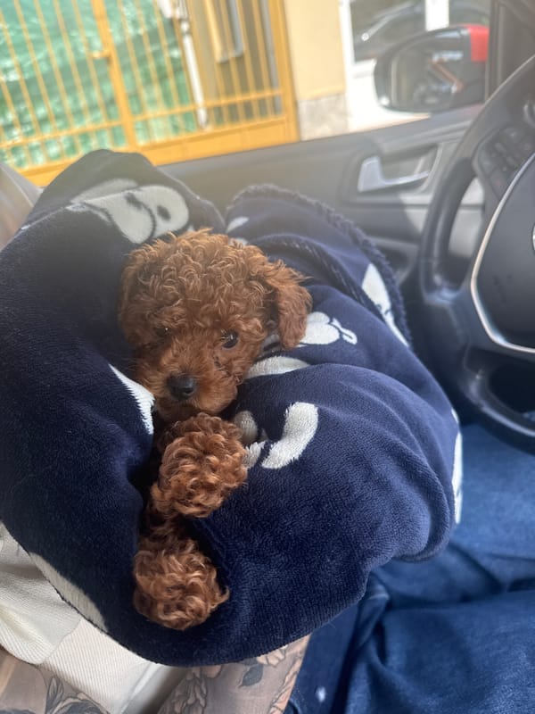 Poodle puppy spotted resting in car blanket in Burgas