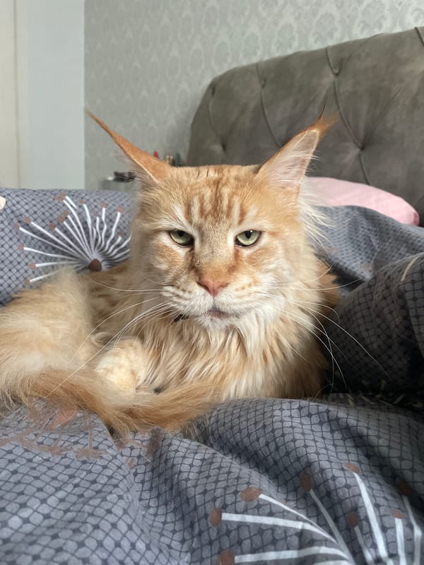 Maine Coon cat photographed resting on bed in Ukraine