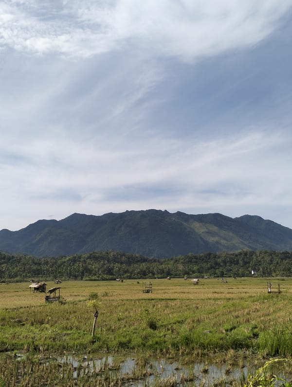 Harvested rice paddies with wooden structures observed in Lampisang