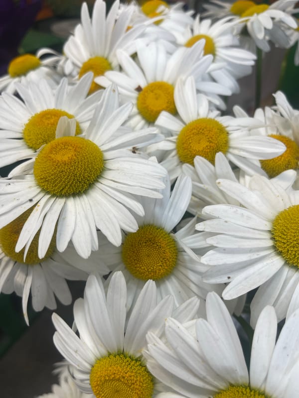 Morning flower arrangements documented in Kamianske, Ukraine