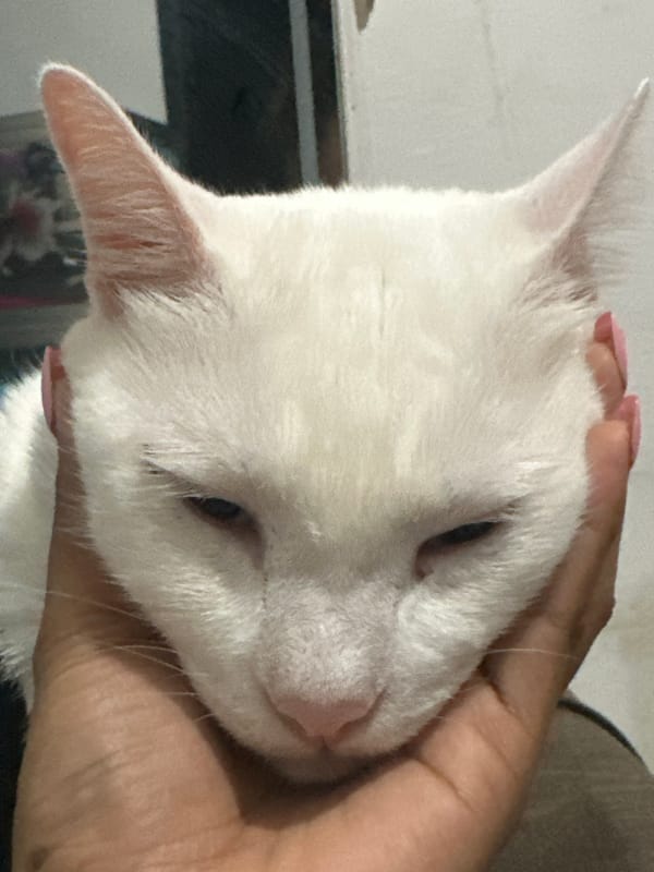 Afternoon cuddle session with white cat documented in North Jakarta