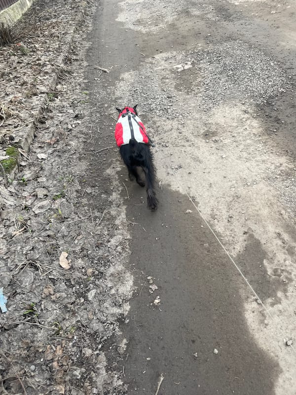Early morning dog walk captured in suburban Podolsk