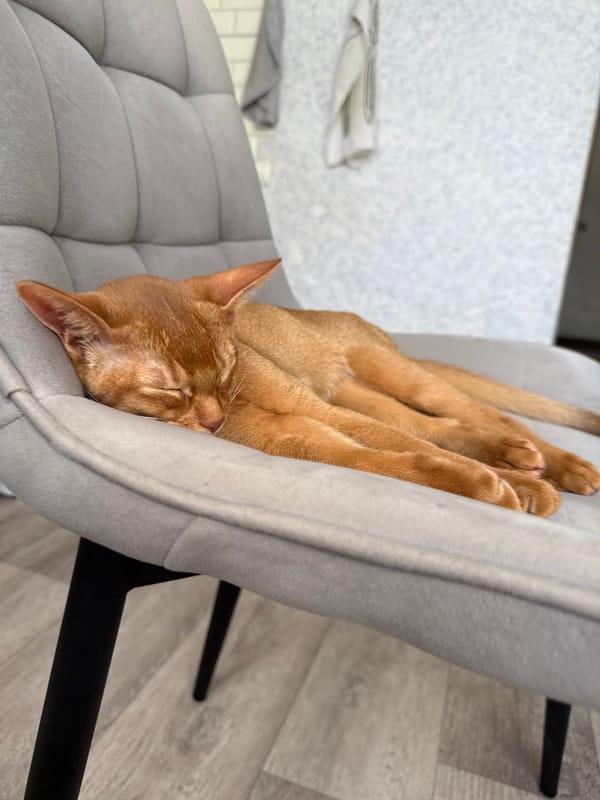 Ginger cat naps on a gray chair in a Stary Oskol home