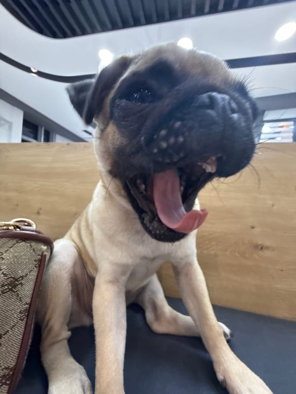 Ducks and pugs hanging out inside a pet-friendly space