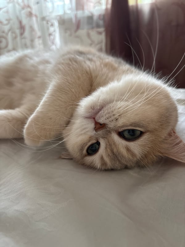 Cat rests on white surface in Chaikovsky, Russia